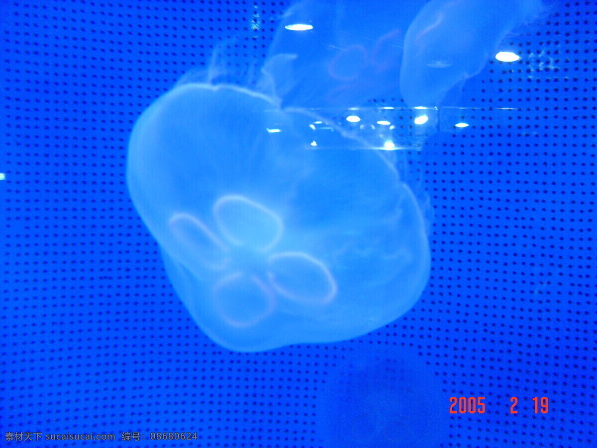 美丽 水母 海底生物 海底世界 海洋生物 生物世界 美丽水母 漂亮水母 香港海景 风景 生活 旅游餐饮