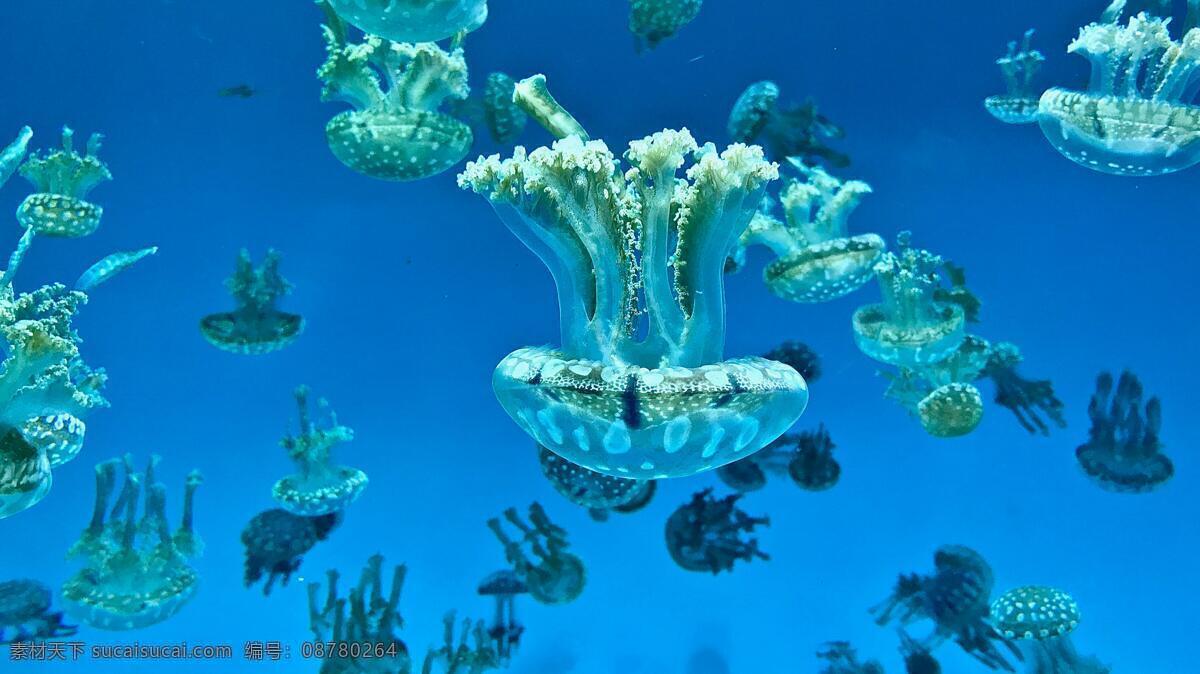 海底世界 鱼摄影 鱼 珊瑚 海龟 热带鱼 咸水鱼 海洋生物 海洋景观 鲸鱼 鲨鱼 乌龟 鲤鱼 钓鱼 金鱼 锦鲤 大海 海鱼 海洋馆 海洋世界 海洋 海底总动员 海豚 海底背景 海洋背景 水族馆 水族世界 深海鱼宫 水下世界 海底鱼 海底生物 鱿鱼 鱼群 虾 水母 海马 河鱼 观赏鱼 生物世界