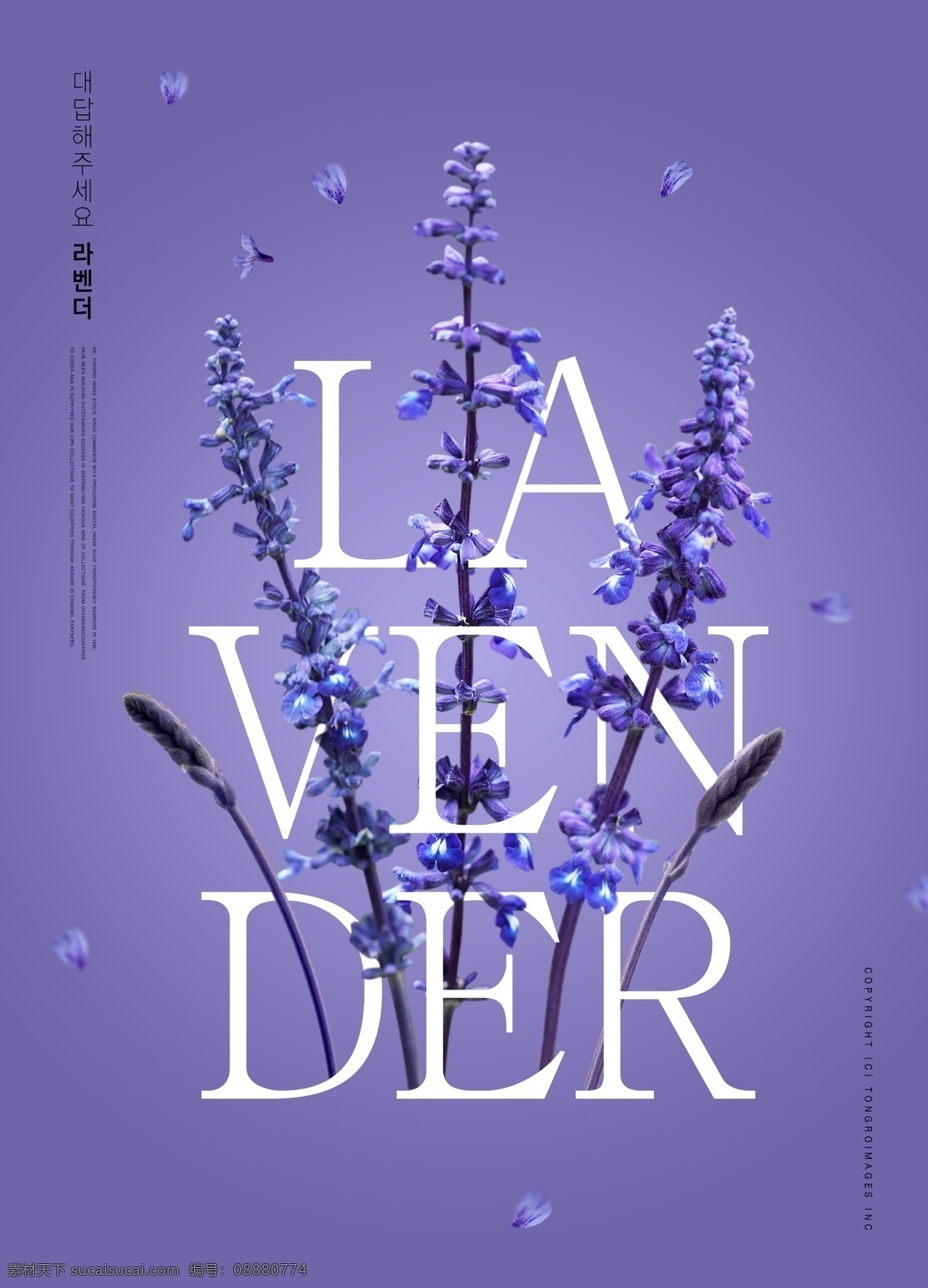 韩 系 紫色 薰衣草 海报 花瓣 促销海报 花卉 薰衣草海报 花朵海报 鲜花海报 psd海报 海报素材 精美海报 psd源文件 漂亮