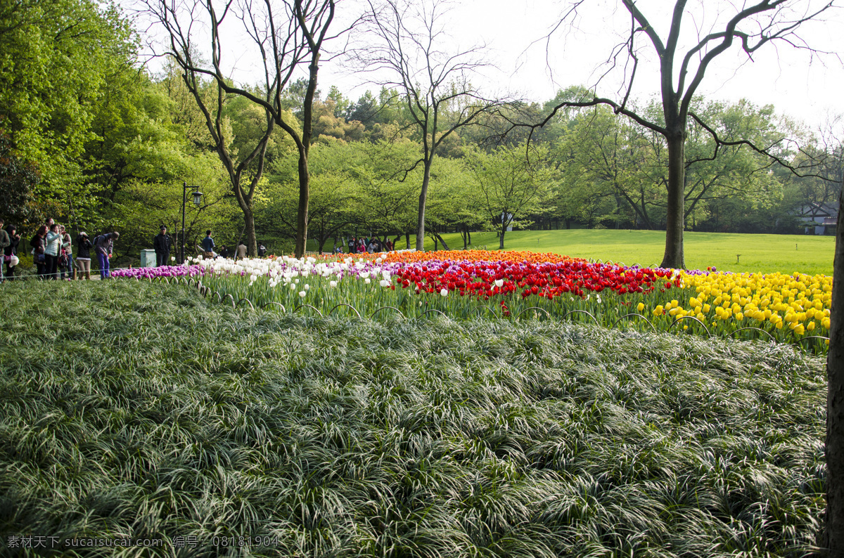 春天 花草 花丛 花朵 花海 花卉 绿叶 郁金香 阳光 鲜花 灿烂花朵 太子湾景观 生物世界 psd源文件
