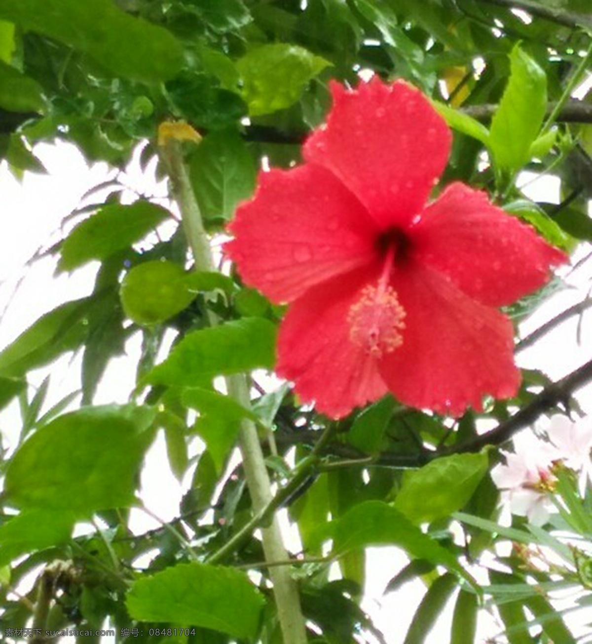 朱瑾花 佛槿 南宁市市花 美妙脱俗 象征凝聚繁荣 生物世界 花草