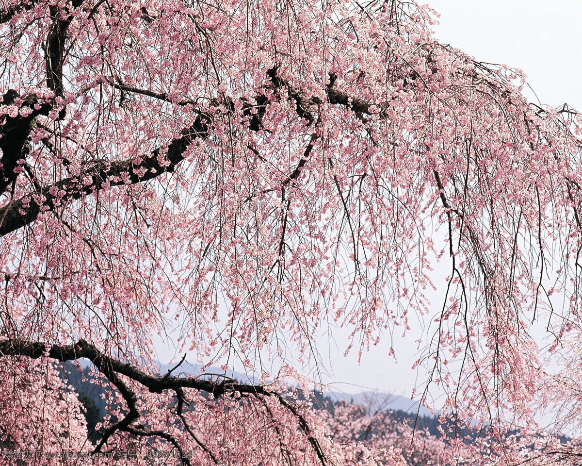 春暖花开 花瓣 花草 花朵 花卉