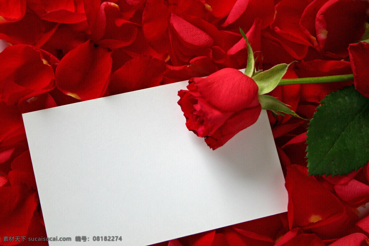 红玫瑰 相框 烀 倒 逑 嗫 蛲 计 夭 南 略 psd源文件 婚纱 儿童 写真 相册 模板