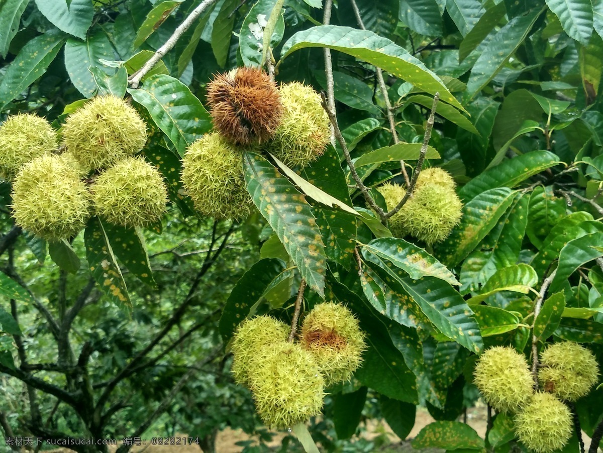 板栗 板栗果果 带壳板栗 带刺板栗 青板栗 板栗树 板栗园 生物世界 水果