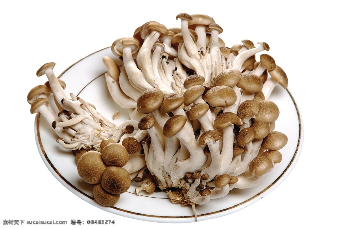 蟹味菇 野菇 新鲜菇类 菇类 蟹味菇去底 蟹味菇抠底