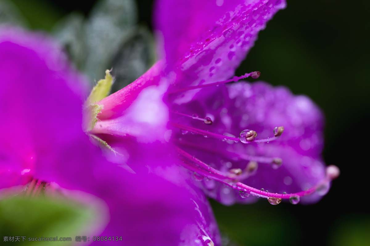 雨后杜鹃花