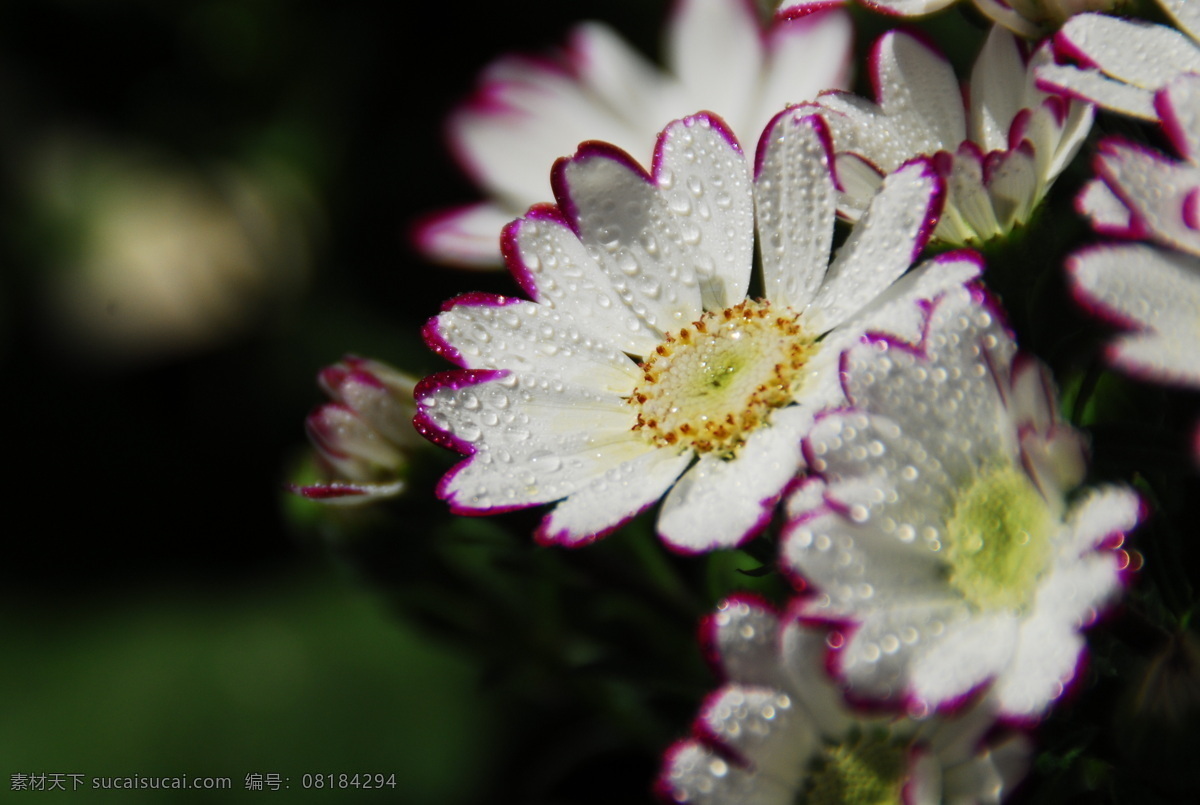 雏 菊 白花 雏菊 花草 花卉 菊花 生物世界 水滴 紫边菊 早晨 psd源文件