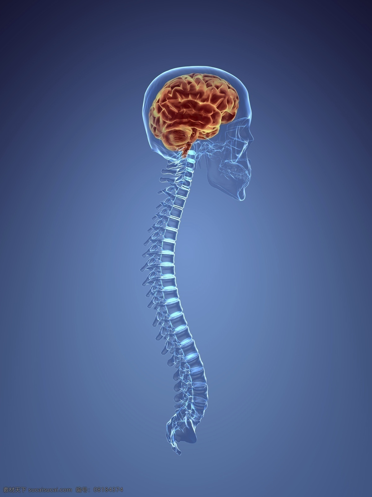 人体 大脑 脊髓 人体器官 人体骨骼 医学 人体结构 ct 人体器官图 人物图片