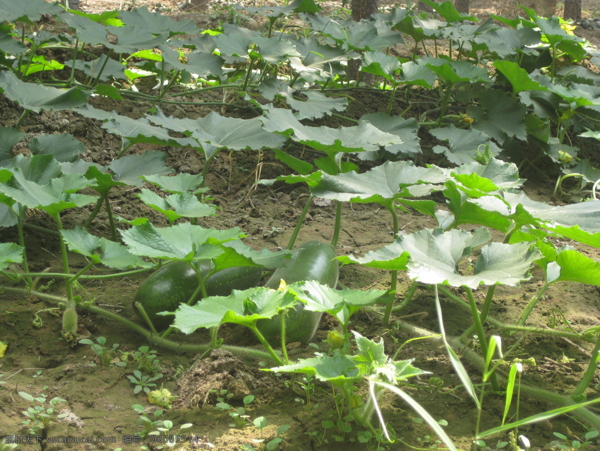 冬瓜 叶子 蔬菜 生物世界