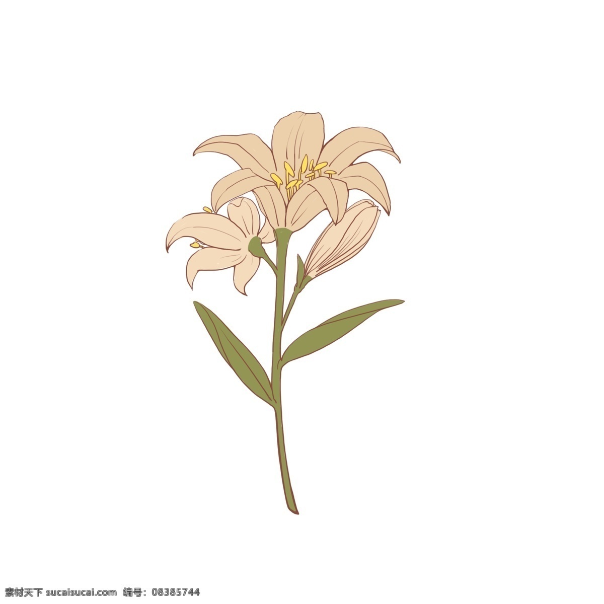 手绘 粉色的花 百合 花朵 绿叶 粉色 可商用