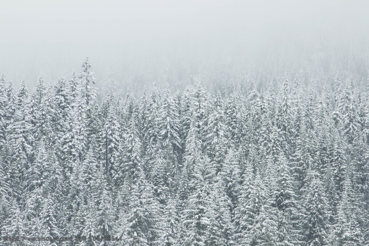 冬雪树林 冬天 雪花 树林 雪松 白雪 自然景观 自然风景