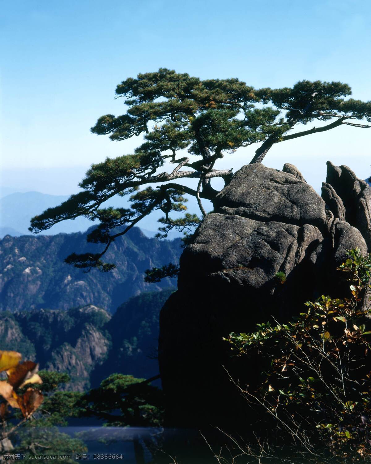古松摄影 古松 松树 黄山松 苍劲有力 岩石 绝壁 峭壁 悬崖 山峰 风景 高山 景区 松鼠 花草植物树木 生物世界 树木树叶