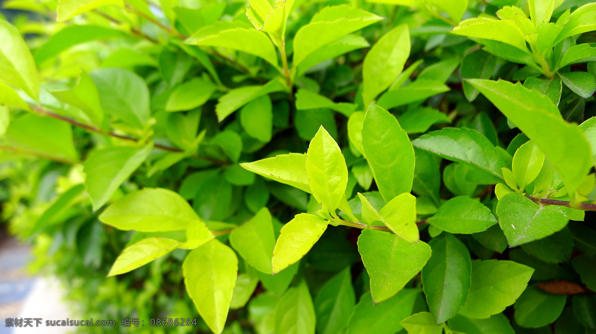 草丛 初春 初夏 春色 春天 发芽 绿叶 嫩叶 夏天 叶丛 清新 田园 特写 树木树叶 生物世界 psd源文件