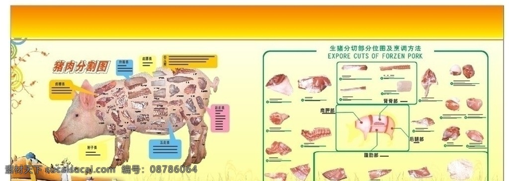 猪肉 分割 图 展板 生猪 分切 部分 烹调 方法 猪肉分割图 其他设计 矢量