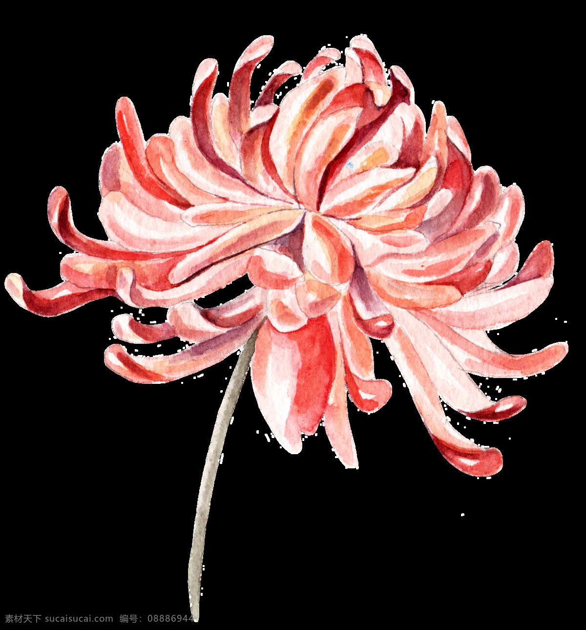 朵 蟹爪 菊 透明 逼真 淡粉色 红色 菊花 免扣素材 盛开 水彩 透明素材 装饰图案