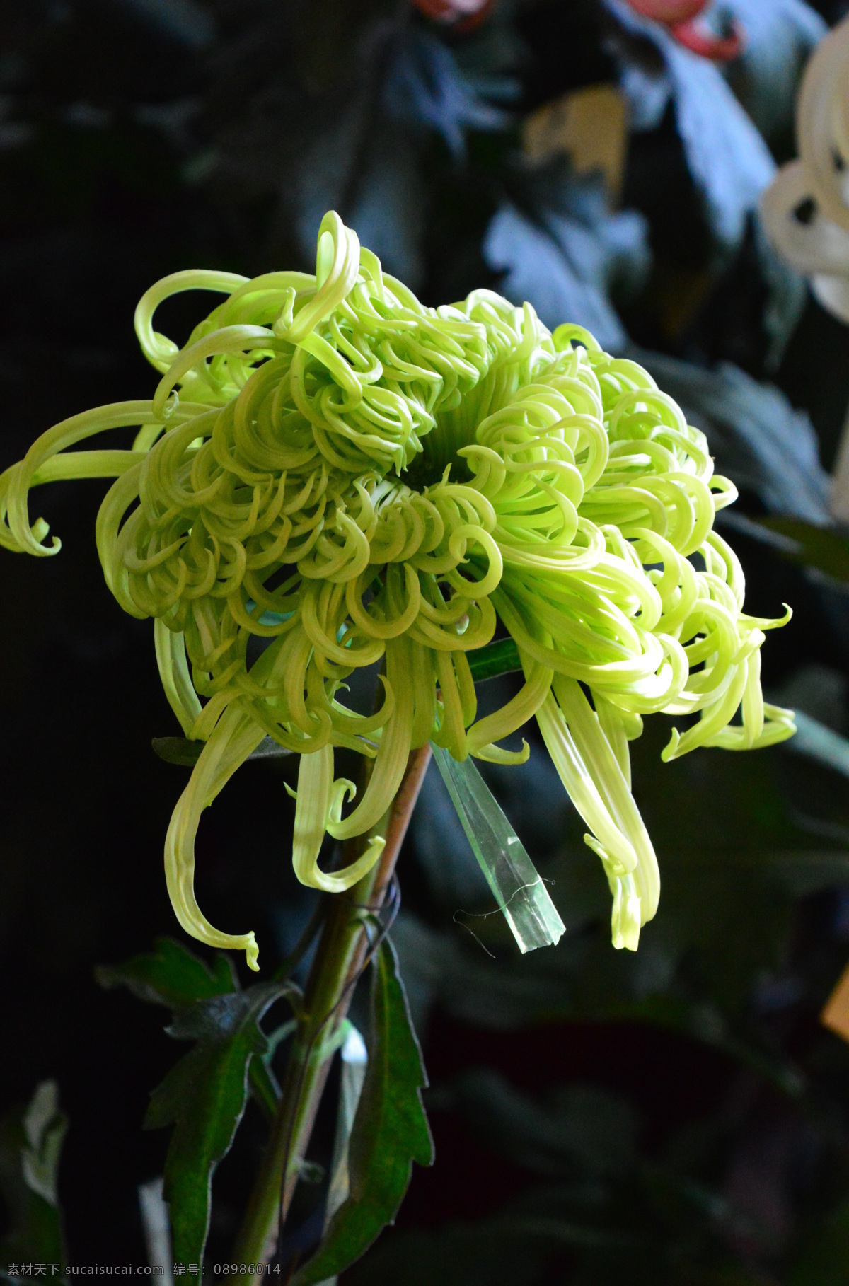 秋菊 观赏花卉 园艺 花卉素材 寿客 金英 黄华 陶菊 花卉 花儿 花草 花朵 花瓣 花蕊 菊菊花 生物世界