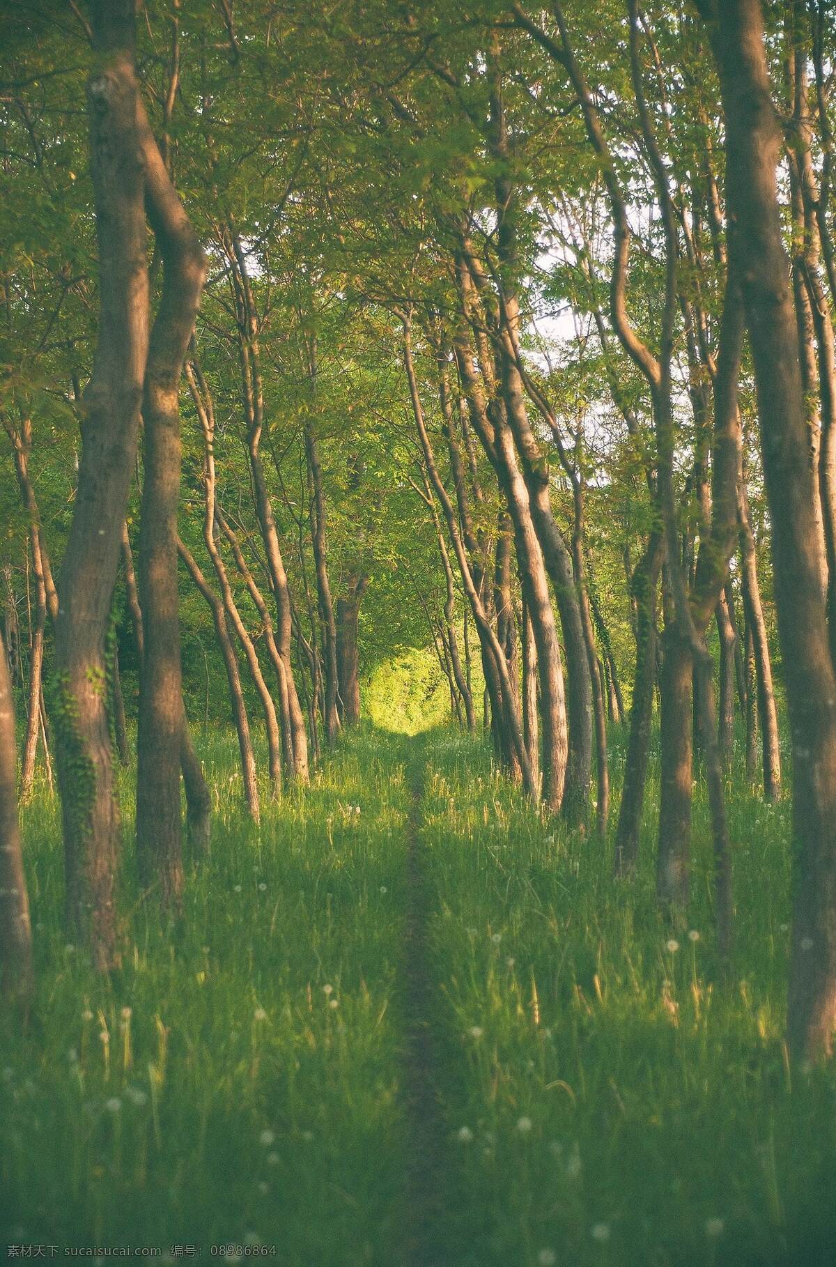 森林植被 绿色森林 树林 森林资源 大森林 卡通森林 森林树 森林湖 热带森林 梦幻森林 动物森林 热带雨林 光 绿色 树木 性质 森林洗澡 naturbad 春天 夏季 冥想 放宽 休息 唯美图片 唯美壁纸 壁纸图片 桌面壁纸 壁纸 背景素材 手机壁纸 创意 山 树 草 自然景观 自然风景