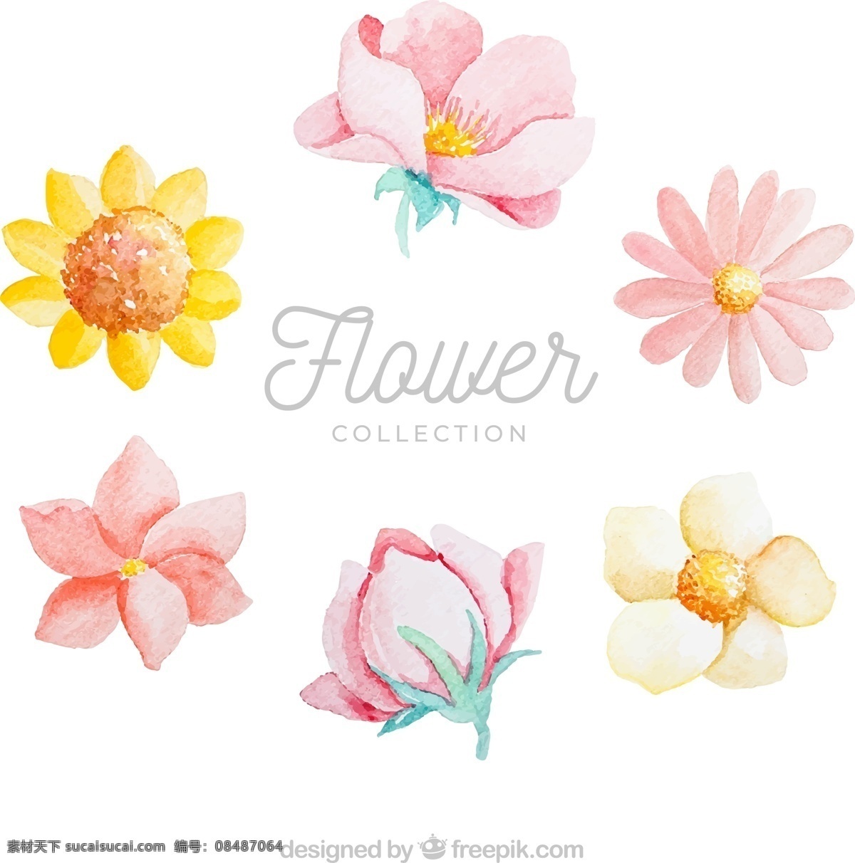 水彩绘花朵 水彩绘 花朵 葵花 波斯菊 玫瑰花 水彩 植物 生物世界 花草
