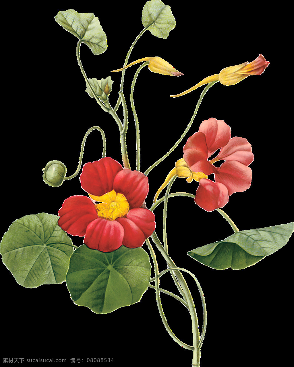 手绘花 手绘 花 玫瑰花 ellen stouffer 绘画书法 文化艺术