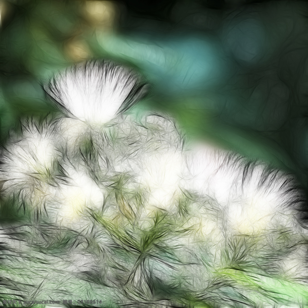 白色 植物 图 花朵 艺术 装饰素材 无框画