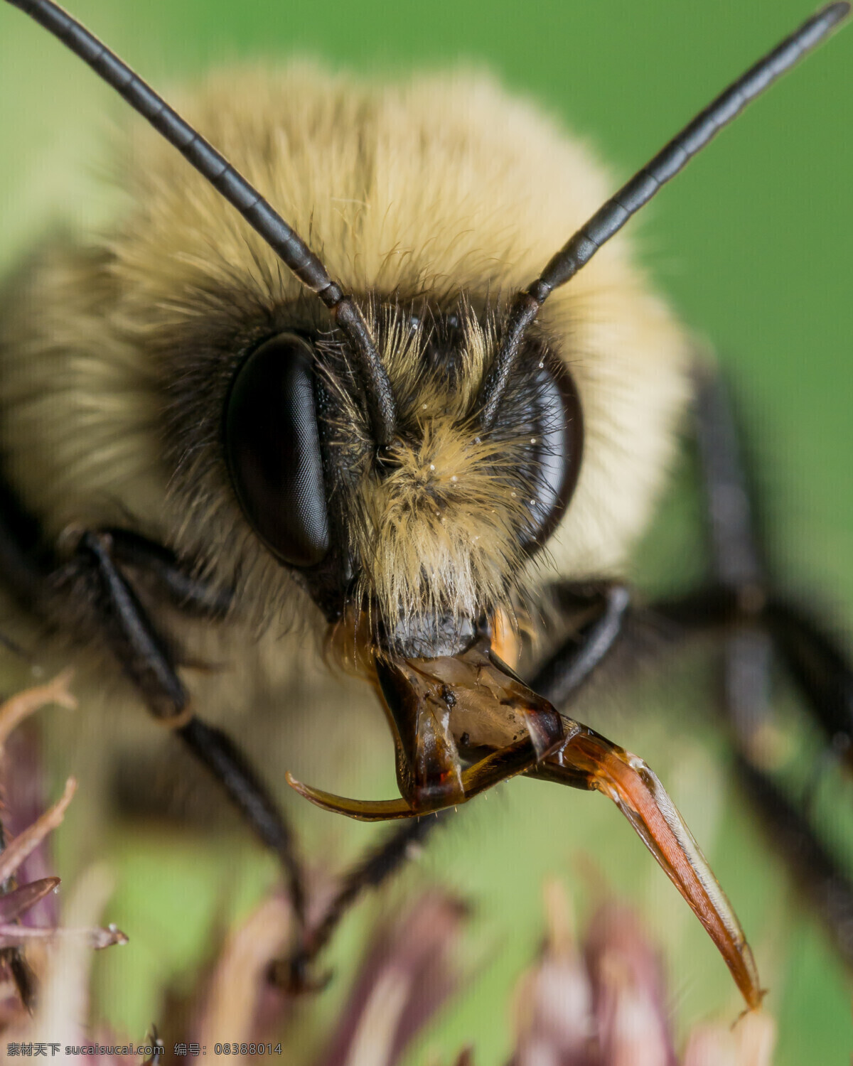 蜂巢 蜂群 蜂蜜 采蜜 小蜜蜂 动物 生物世界 昆虫
