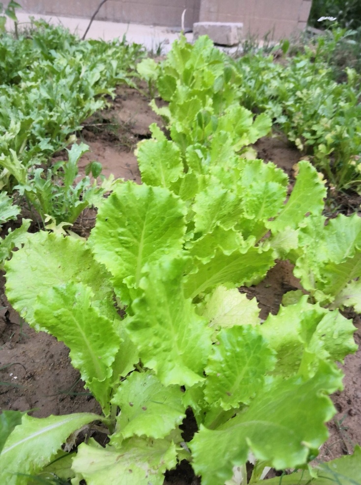 生菜 青菜 小院 植物 菜园 自然景观 田园风光