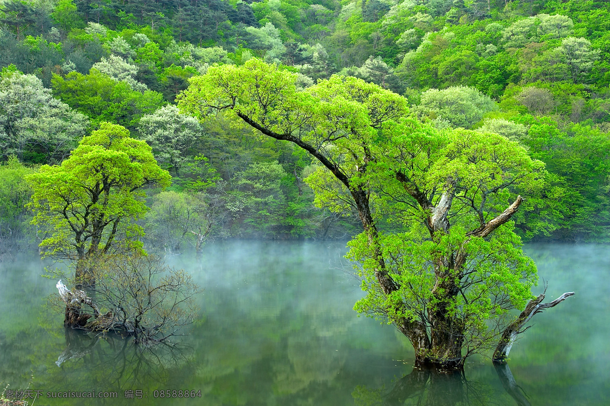 树免费下载 风景 山水风景 摄影图 树 植物 自然景观 水 装饰素材 山水风景画