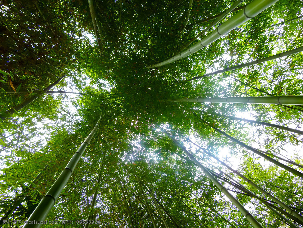 翠竹 绿色 毛竹 生物世界 树木树叶 竹 竹林 竹子 林子 密林 楠竹 竹子素材 竹林图片 矢量图 日常生活