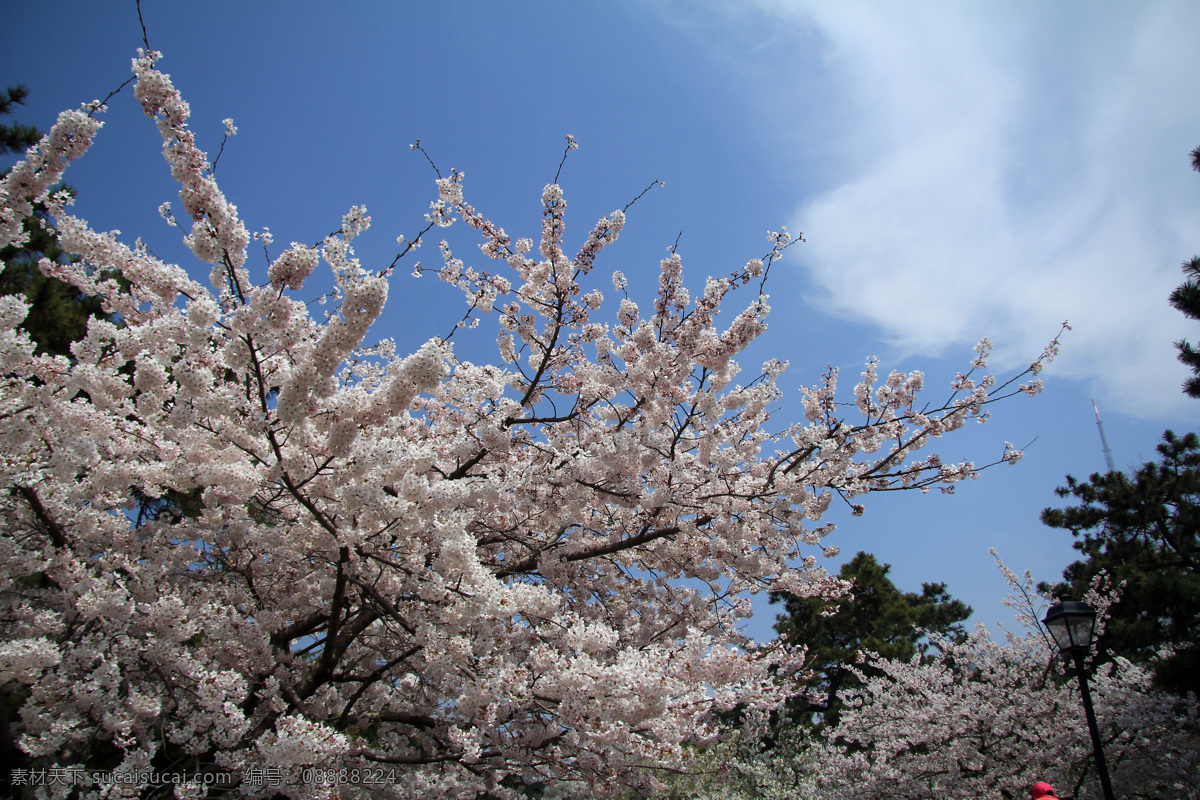 樱花摄影 樱花 春天 樱花树 白色 花朵 开花 花瓣 浪漫 樱花路 生物世界 花草