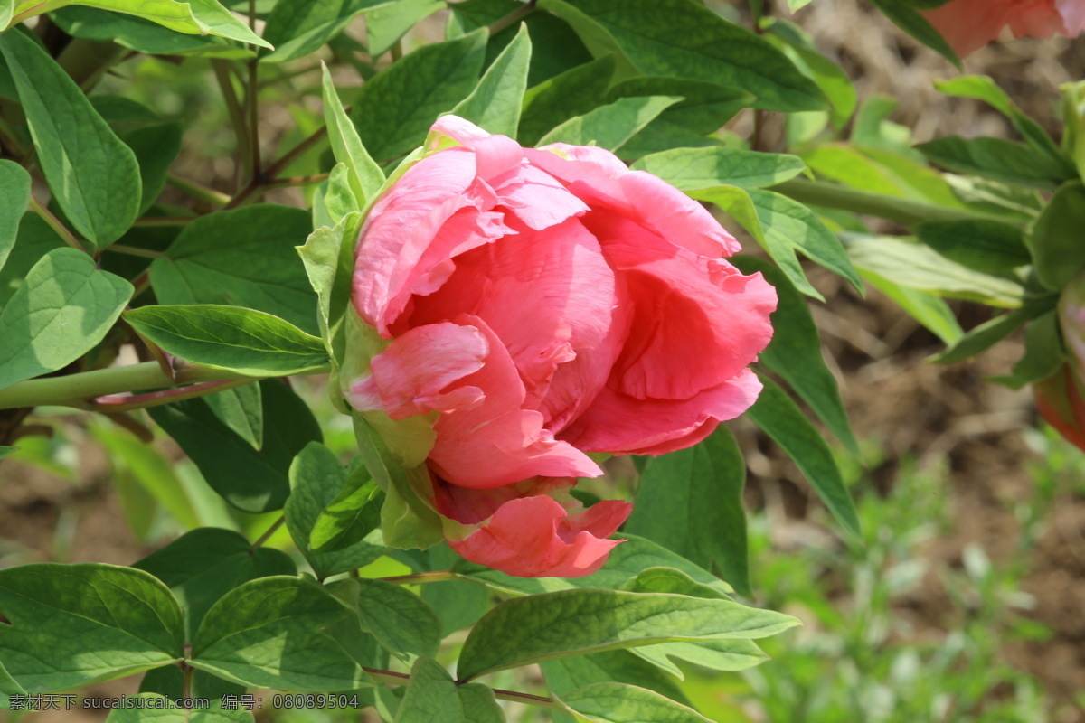 牡丹花 牡丹 观赏花卉 鼠姑 木芍药 百雨金 洛阳花 花朵 花瓣 花蕊 花卉 花儿 花草 植物 园林绿化 绿化景观 芍药牡丹 生物世界