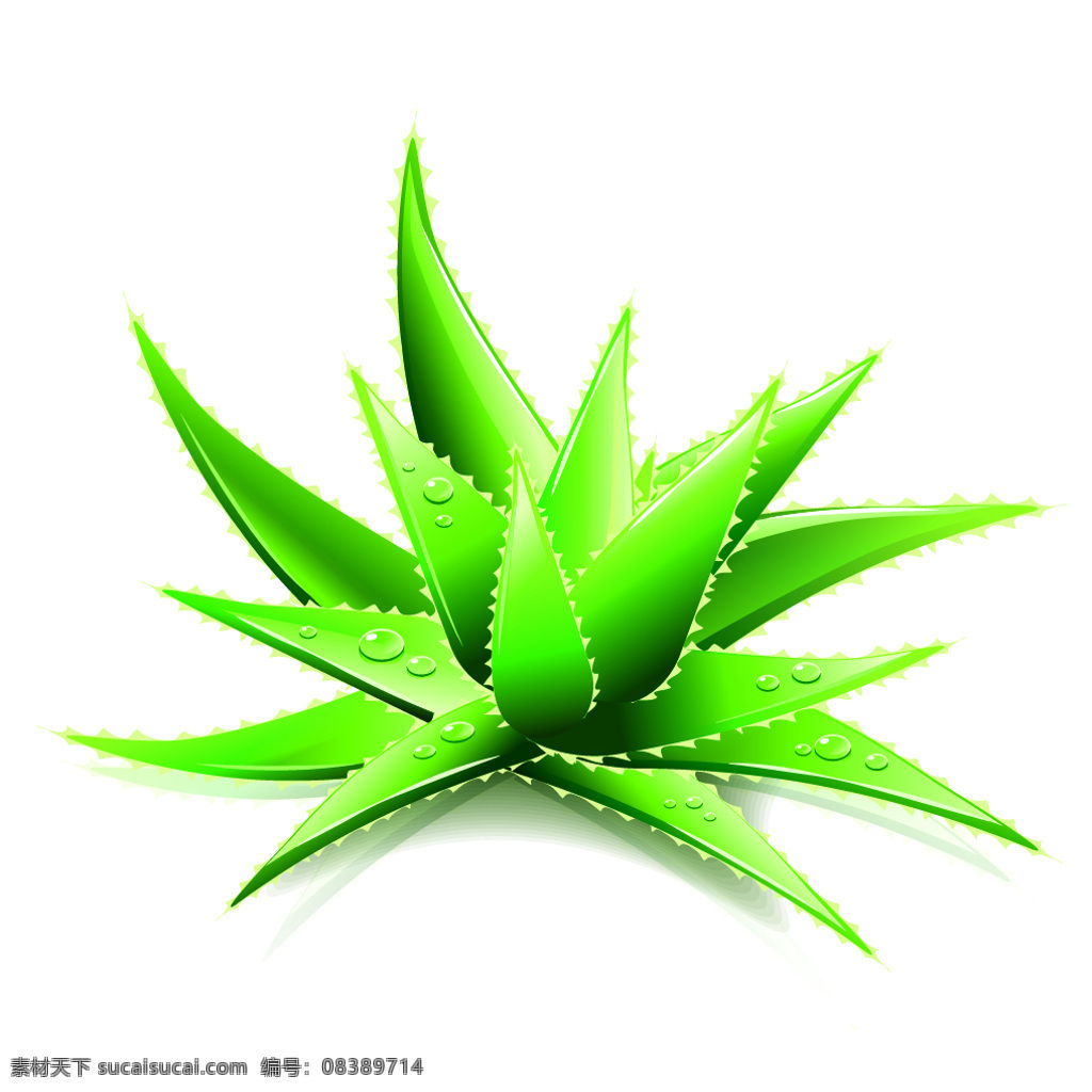 绿色 清新 芦荟 插画 美容 天然 植物