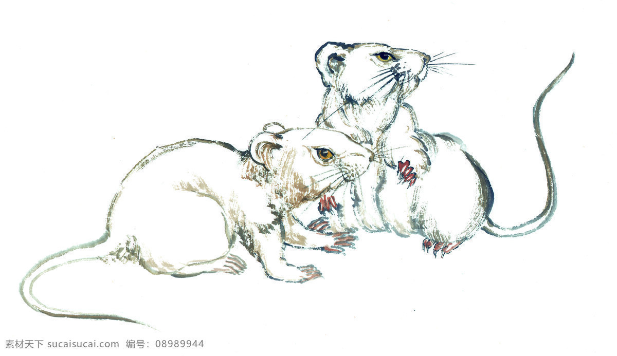 两 只 白鼠 画 绘画艺术 小白鼠 两只 文化艺术