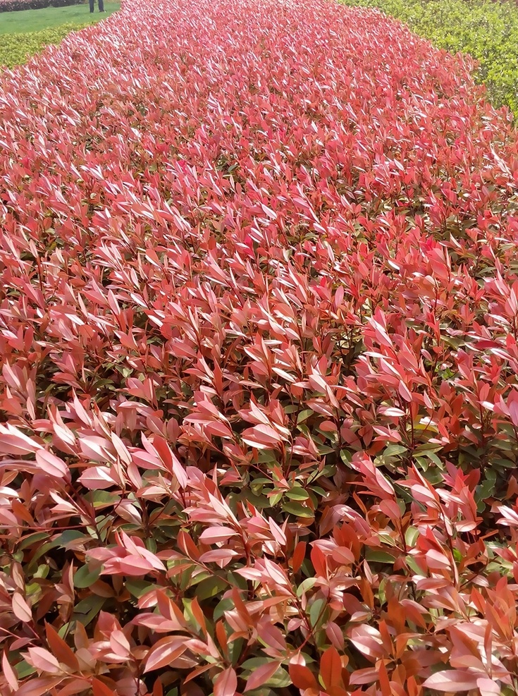 红叶 石 楠 植物 图 红叶石楠 红叶石楠盆景 金森女贞 红花檵木 唯美 风景 生物世界 树木树叶