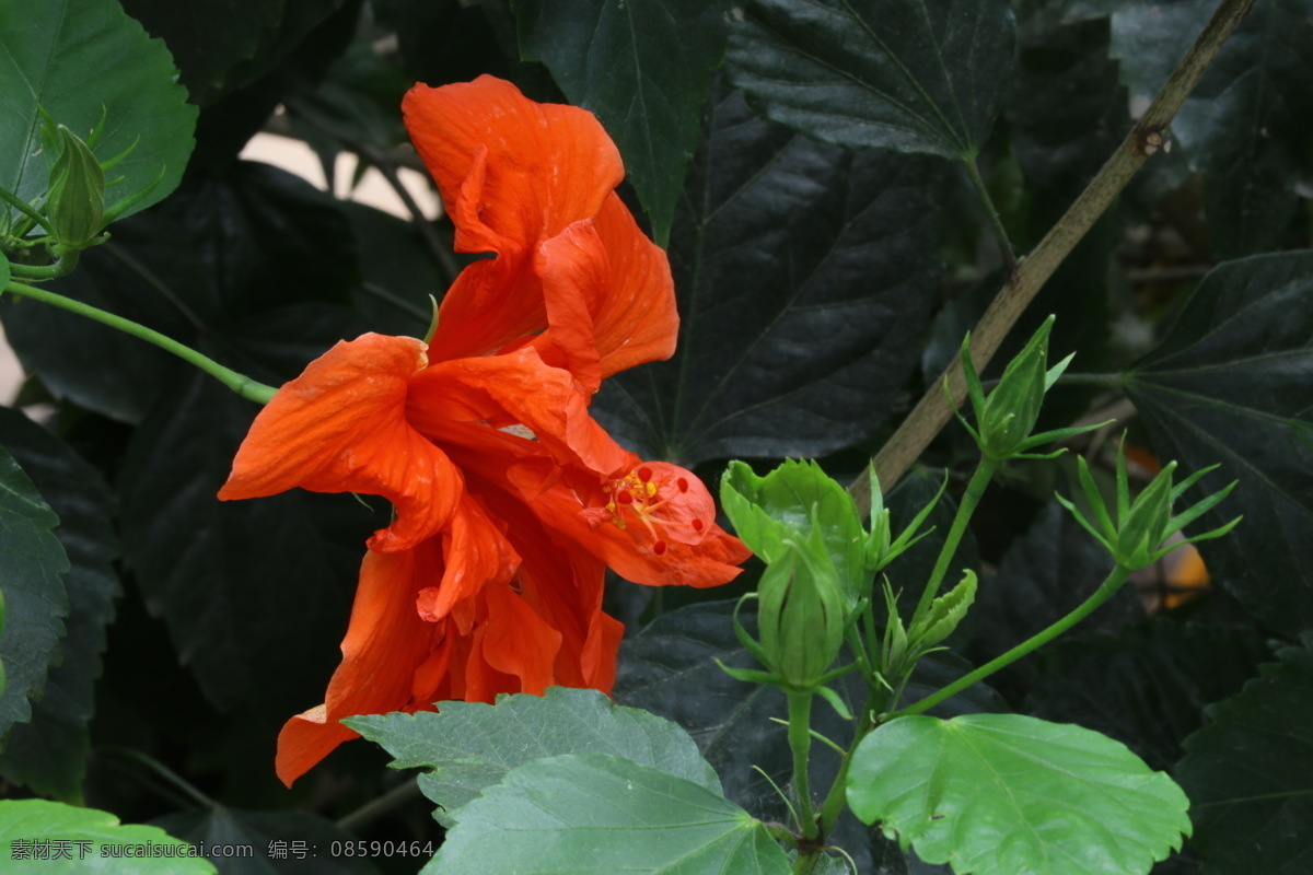 扶桑花 佛槿 朱槿 花瓣 花蕊 花朵 花儿 植物 花卉 花草 观赏花卉 观赏植物 园林景观 绿化景观 花卉大观园 生物世界