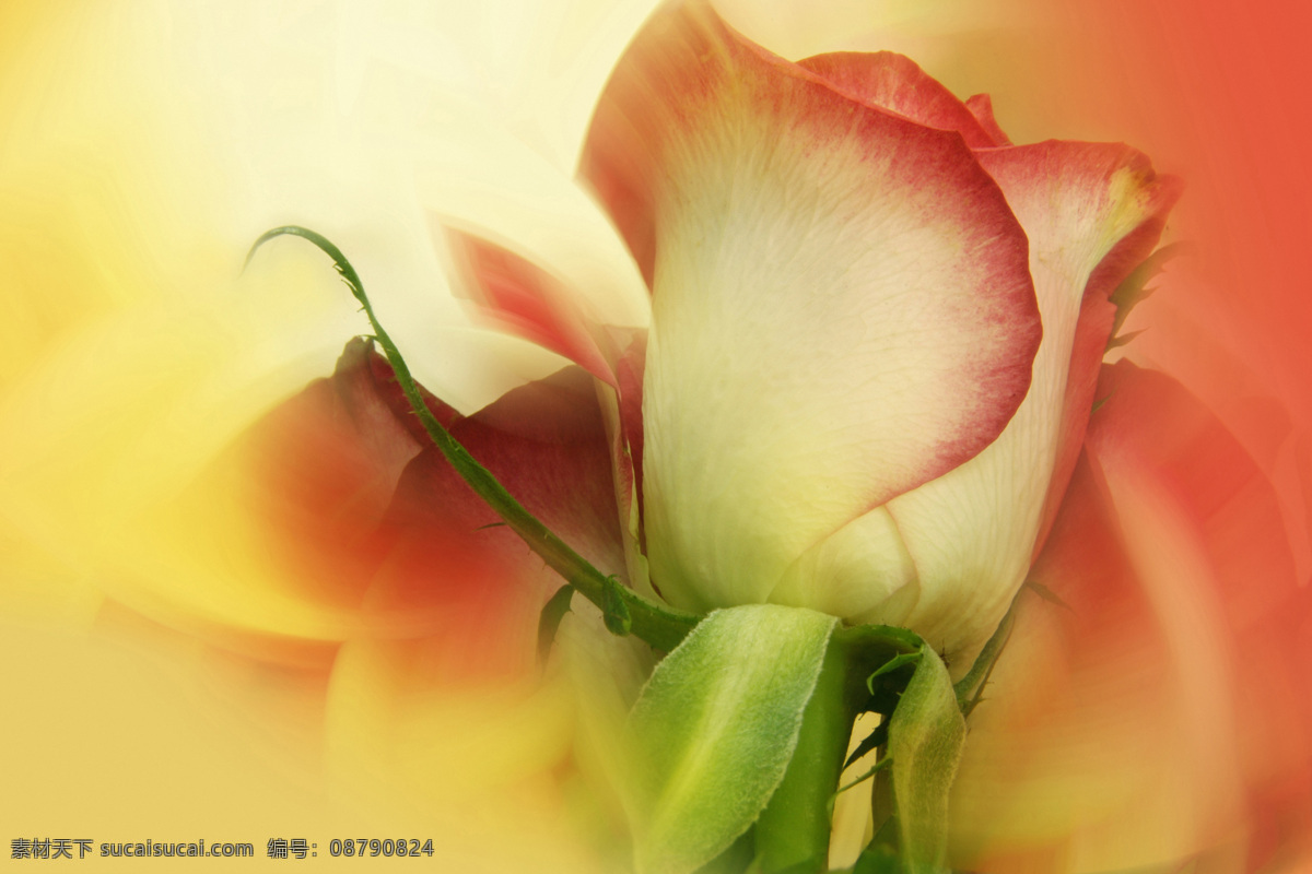 花卉 无语 百花世界 花瓣 花草 花朵 花蕊 全球 首席 大百科 花卉无语 生物世界