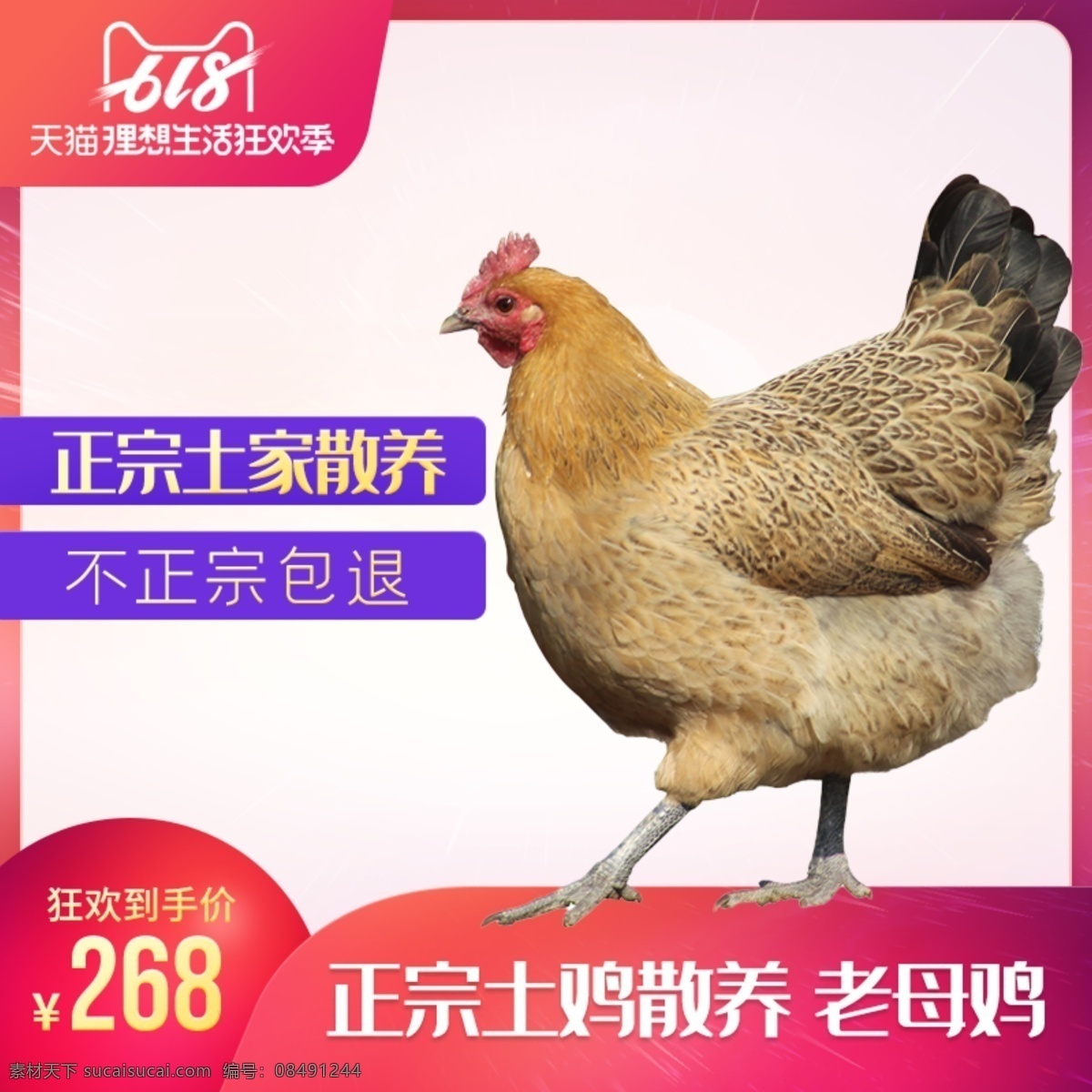 土鸡主图 鸡蛋 土鸡蛋 农家土鸡蛋 土鸡画册 优养土鸡 土鸡蛋海报 土鸡蛋单页 商场土鸡蛋 超市土鸡蛋 土鸡 淘宝土鸡蛋 土鸡包装 农家土鸡 鸡蛋包装 淘宝土鸡 土鸡蛋包装盒 土鸡蛋画册 土鸡肉 黑土鸡海报 土鸡海报 超市土鸡 超市土鸡肉 正宗土鸡 年货 养鸡 养鸡致富 精准扶贫 淘宝界面设计 淘宝装修模板