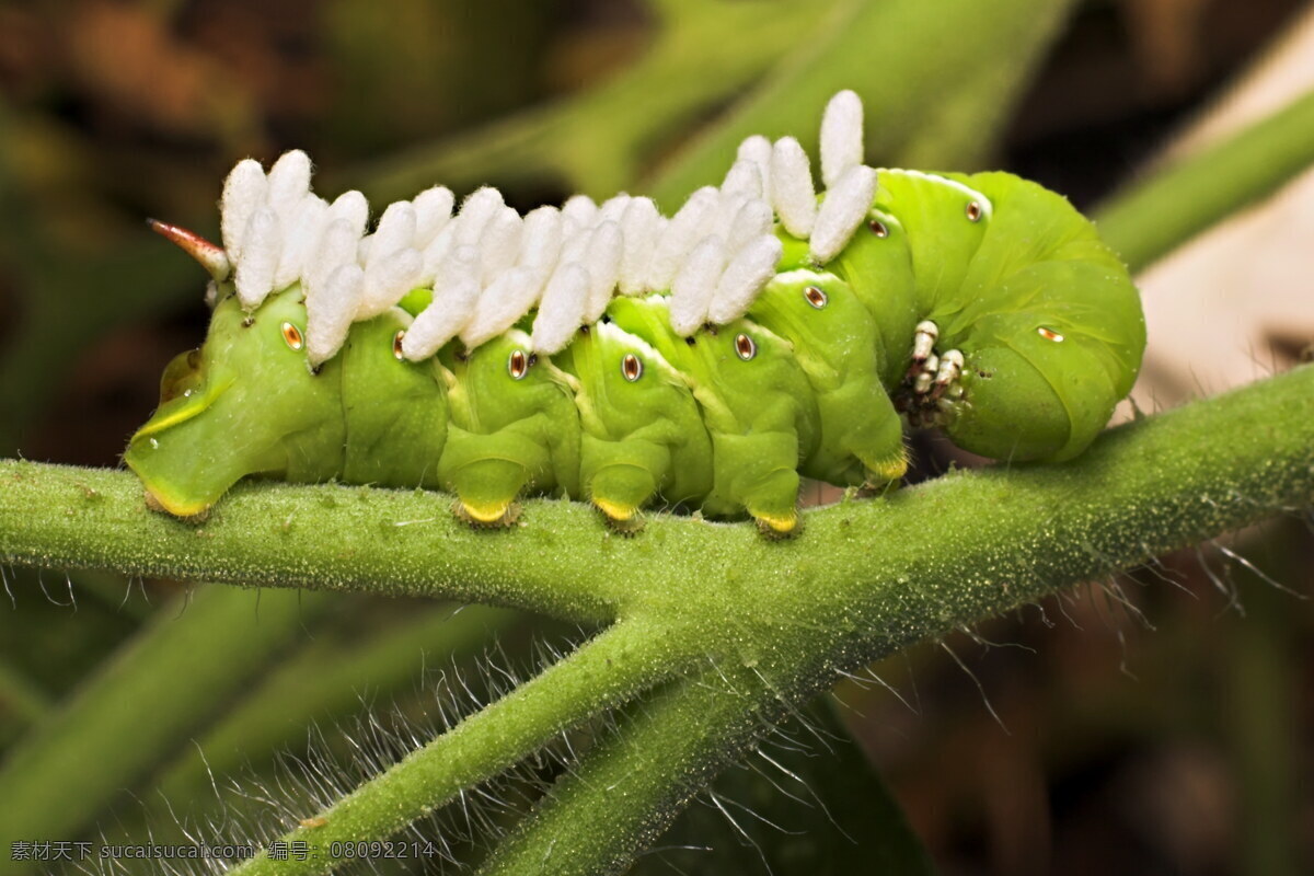 绿色 虫子 高清 绿色虫子 天蛾幼虫 幼虫 绿虫