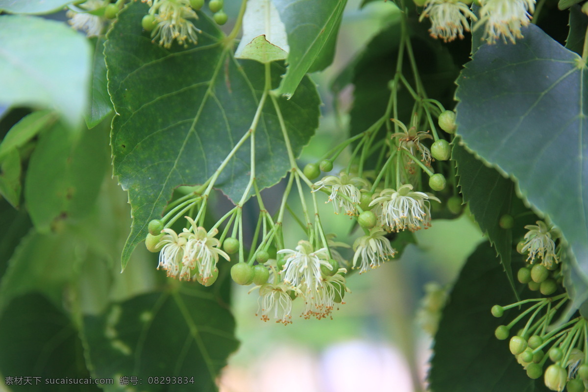 东北 长白山 吉林 集安 椴树花 紫椴花 椴树蜜 紫椴蜜 生物世界 树木树叶