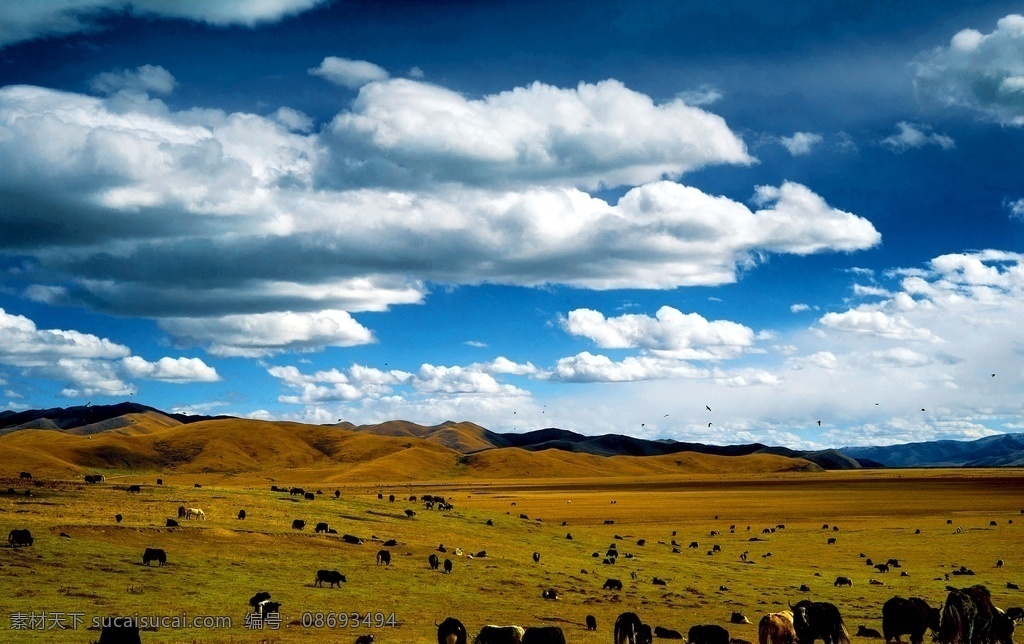蓝天白云图片 牦牛 风光 草原 高原 牧场 蓝天白云 草原风光 草原牧场 自然风景 风景
