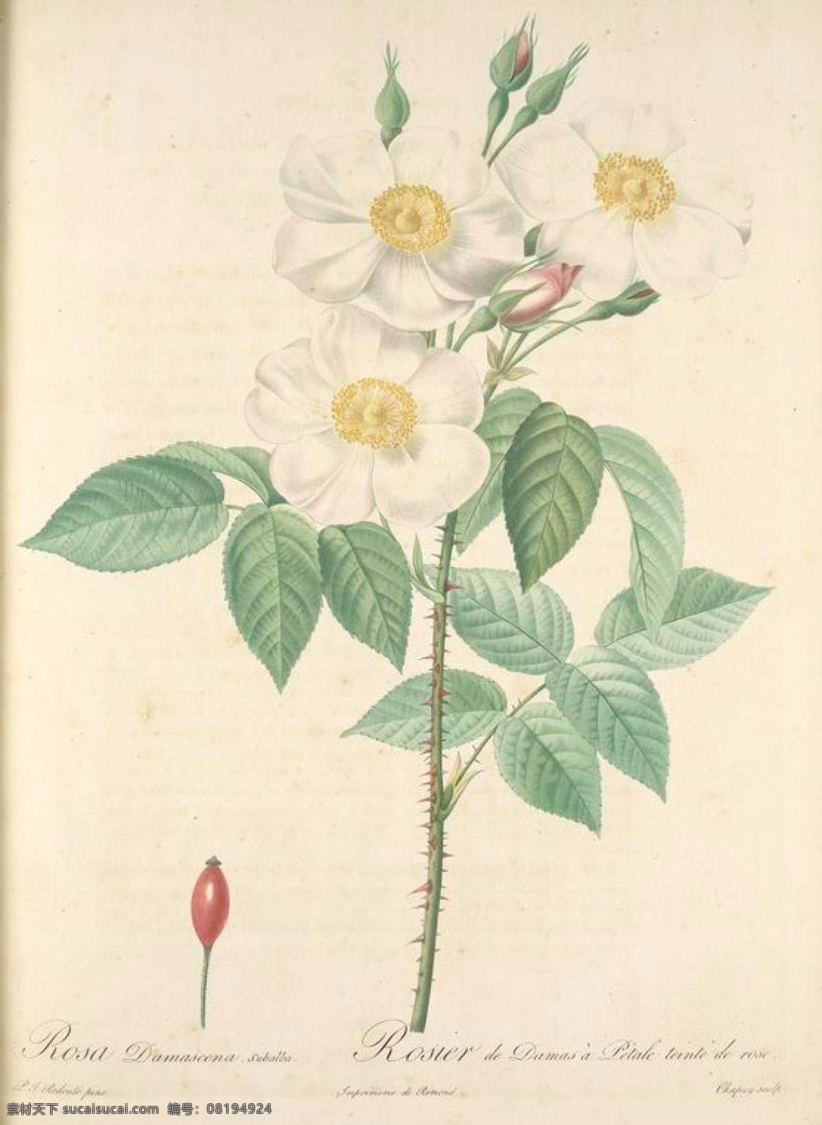 1983 复古 油画 白色 玫瑰花 花卉 玫瑰 艺术名画 植物图 文化艺术