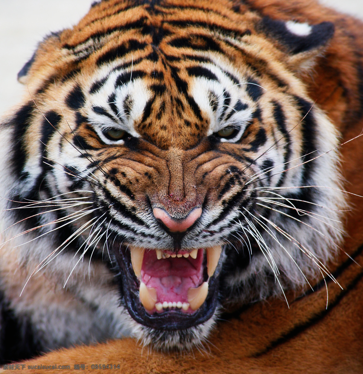 微笑的老虎 微笑 滑稽 幽默 好笑 动物 野生动物 生物世界