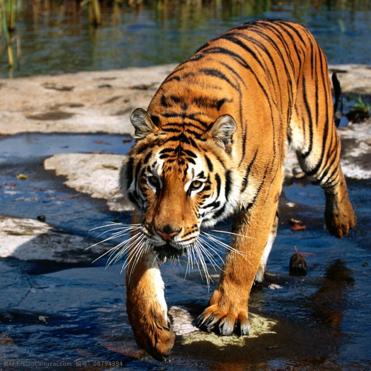 虎 老虎 猛兽 猫科动物 虎纹 老虎摄影 飞禽走兽 生物世界 野生动物