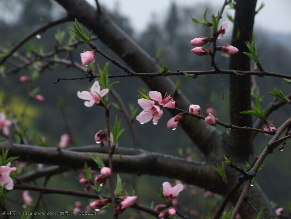 雨 后 清新 梅花 四川 川西名胜风景 自然 花卉 花草 生物世界
