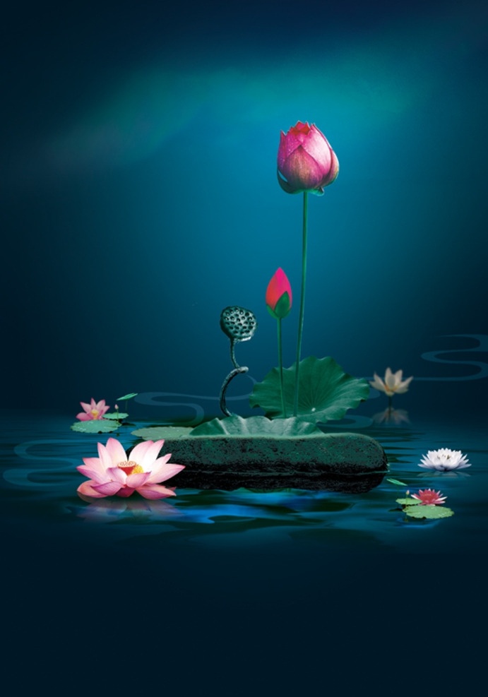 荷花 荷叶 莲花 石头 水 湖 莲蓬 莲籽 绿色 意境 禅意 花朵 花蕊 红色 白色 水中花 绽放 出淤泥而不染 廉洁 分层