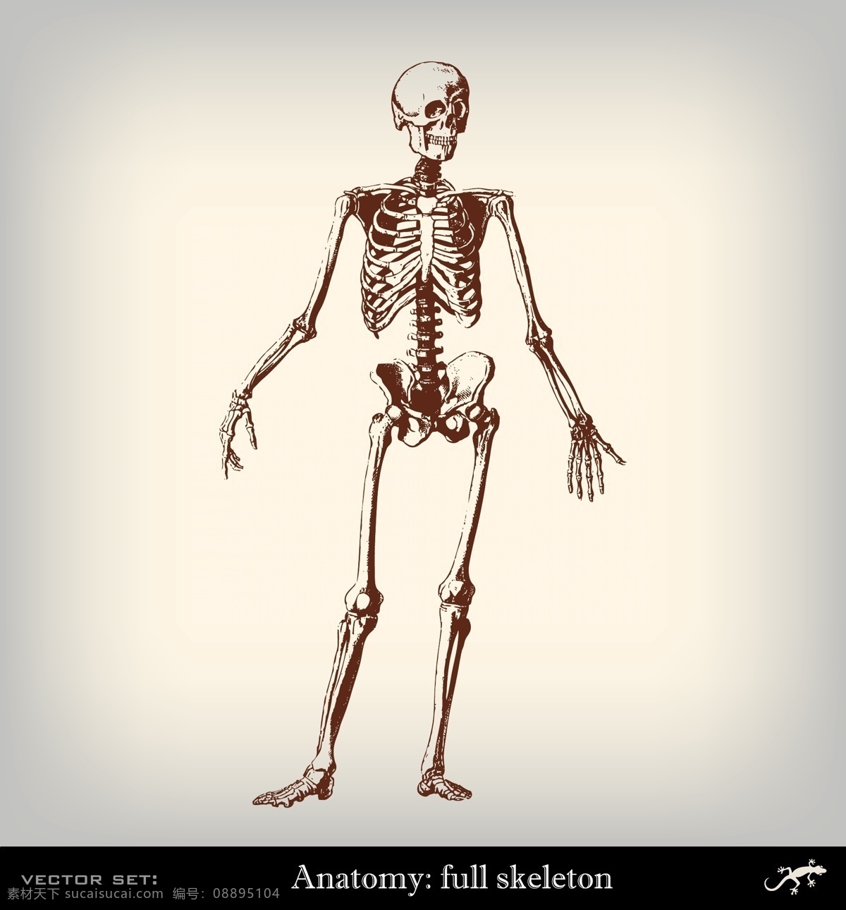 肌肉 手 器官 手绘 素描 矢量 脚 医疗素材 插画 骨头 铅笔画 研究素描 人物结构