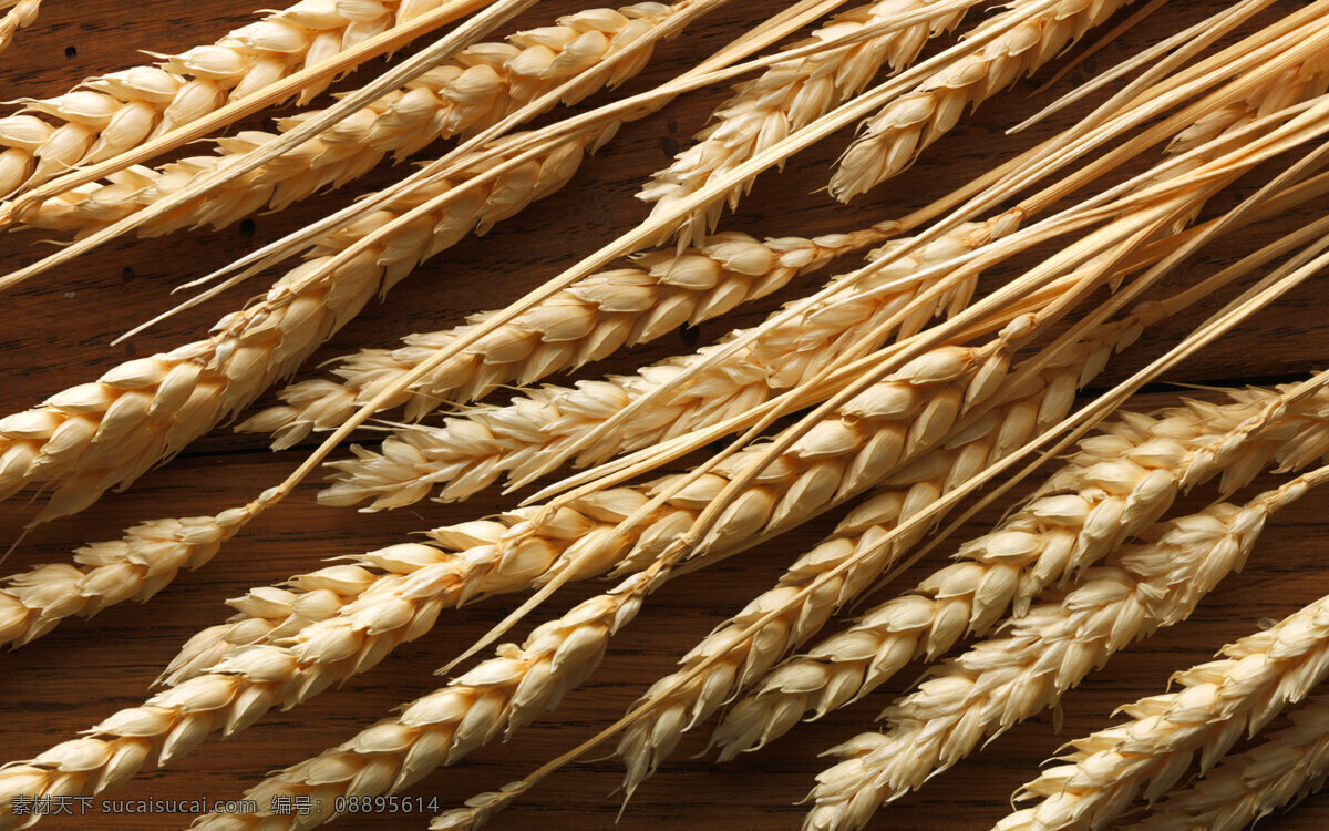 小麦摄影 大米 麦子 小麦 五谷 餐饮美食 食物原料