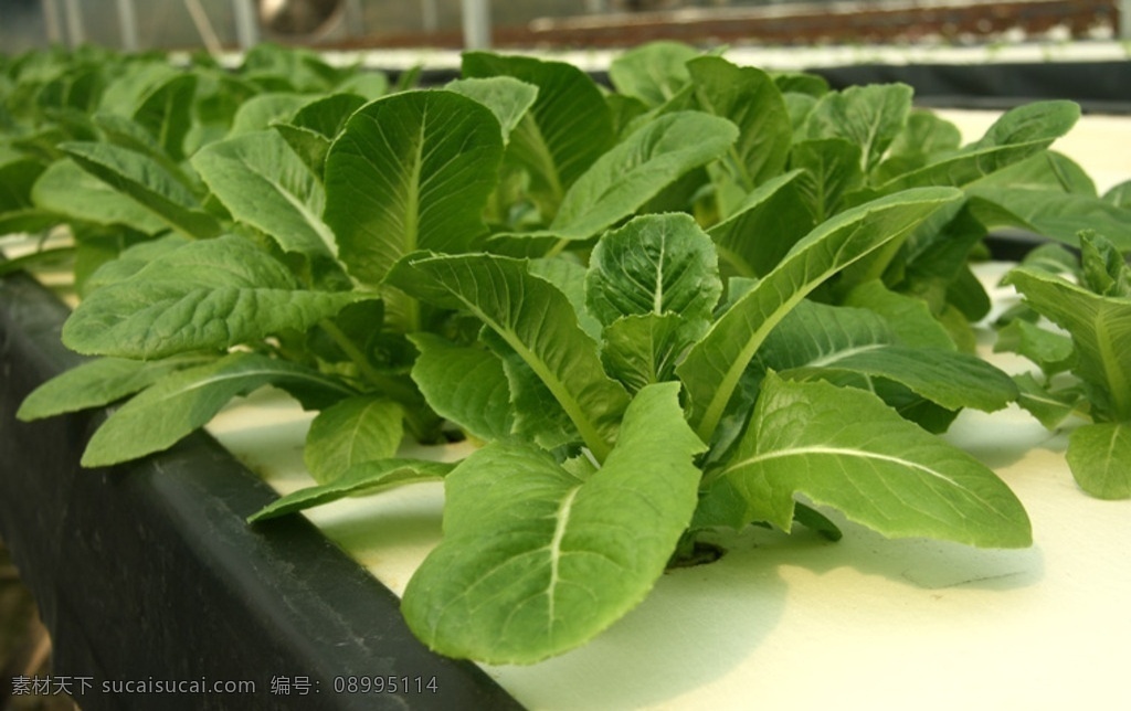 罗马生菜 大棚 水耕种植 沙拉菜 水培 绿色食品 生物世界 蔬菜