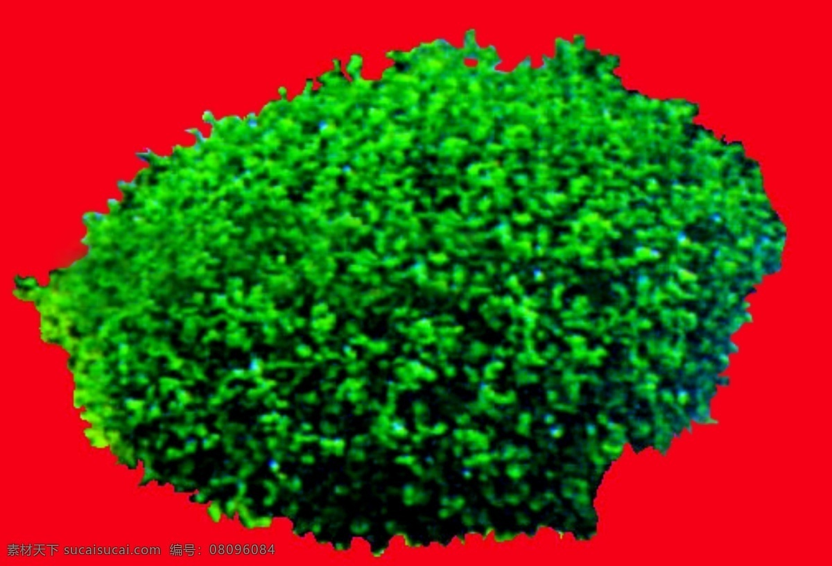 灌木 效果图 植物 配景 园林植物 配景素材 园林 建筑装饰 设计素材 3d模型素材 室内场景模型