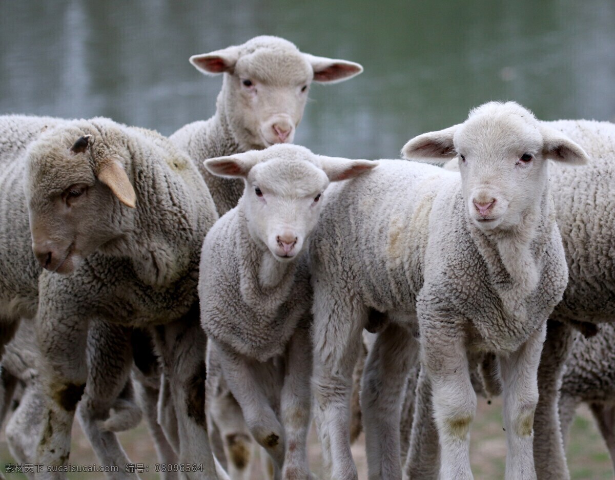 农场 里 可爱 绵羊 可爱的绵羊 家畜 牲畜 羊群 小绵羊 小羊羔 羊羔 农牧业 畜牧业 种植业 养殖业 生物世界 家禽家畜