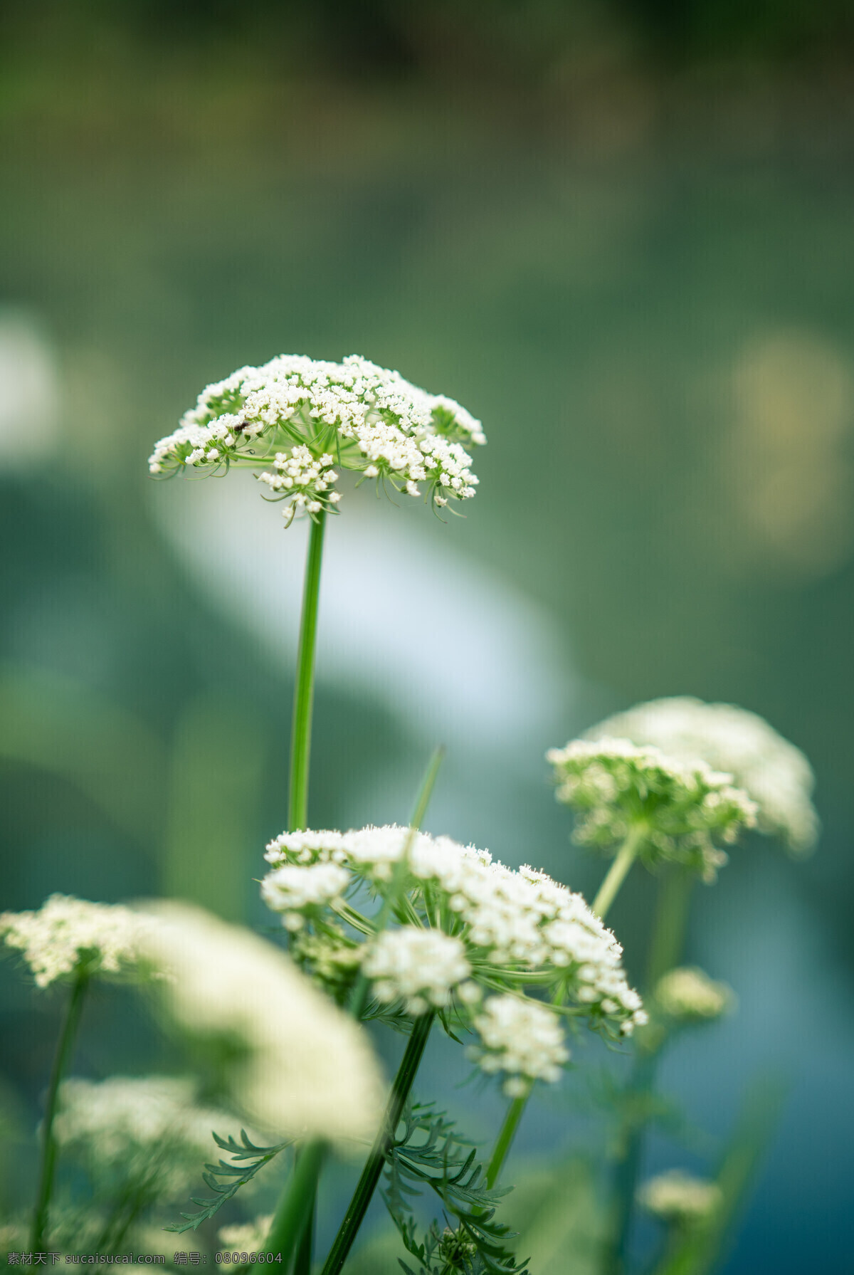 小白花 植物 绿色 清新 花 草 树 颜色 自然 小花 鲜花 风 蓝天 自然景观 自然风景